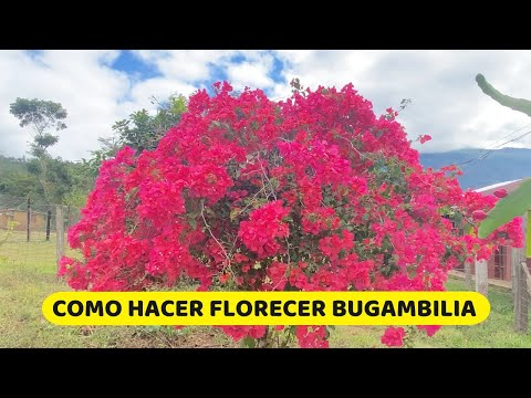 Vídeo: Informació efímera de la floració: aprèn sobre les flors que floreixen breument a la primavera