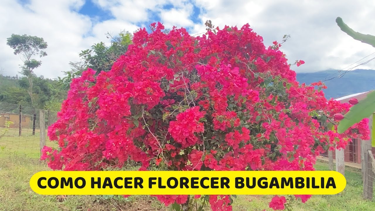 6 CONSEJOS PARA HACER FLORECER BUGAMBILIA EN ABUNDACIA / CONSEJOS PARA