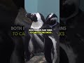 Do you know interestingfacts of Penguins #top5 #animals
