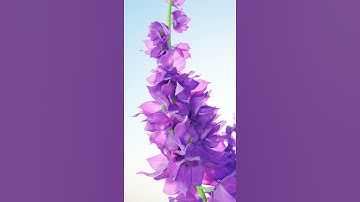 Flower Made In Blender 3D Geometry Node