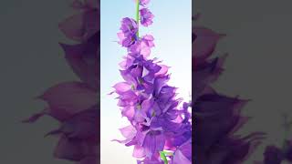Flower Made In Blender 3D Geometry Node