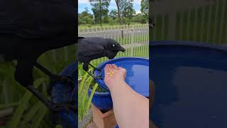 Such A Sweet Lady ..Sheryl Crow, Australian Raven