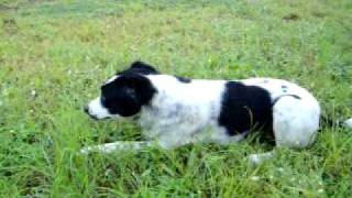 IMG_0063.AVI News
