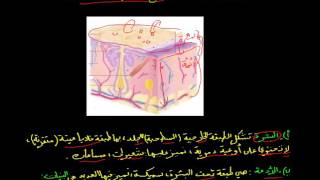 الرابعة متوسط : بنية الجلد  -جزء1-