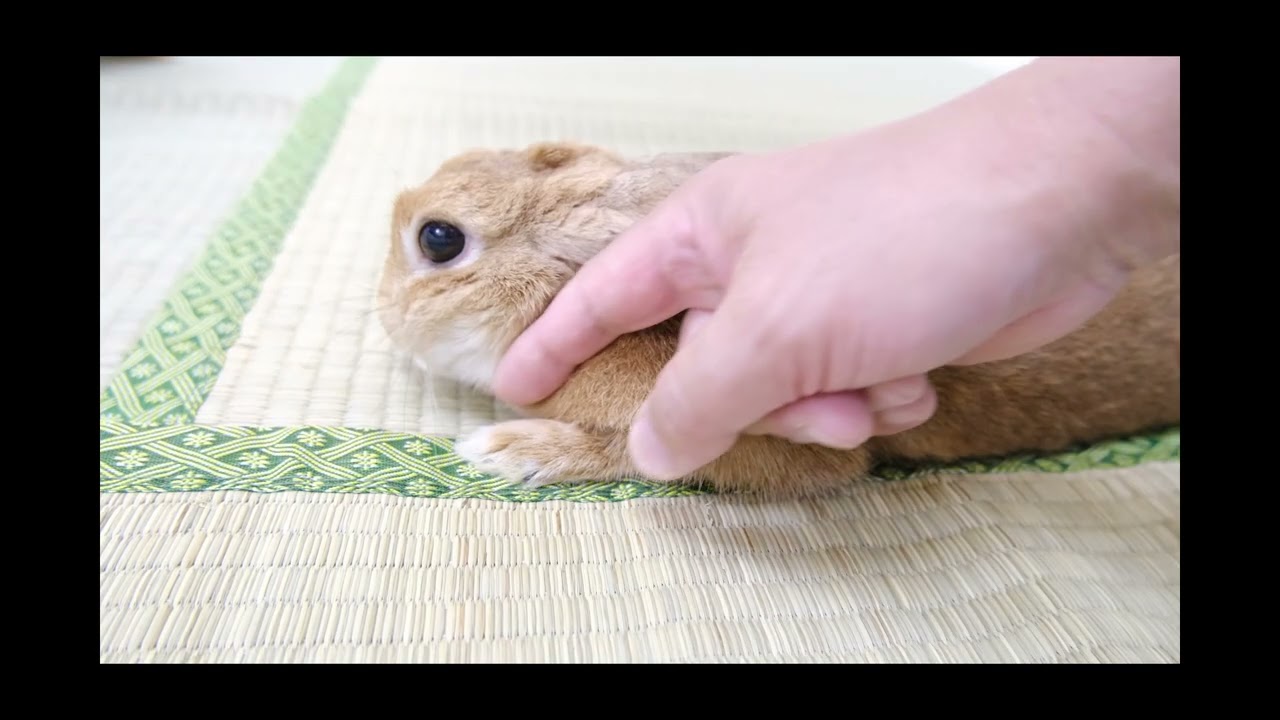 いちごさん 🍓 96 - YouTube