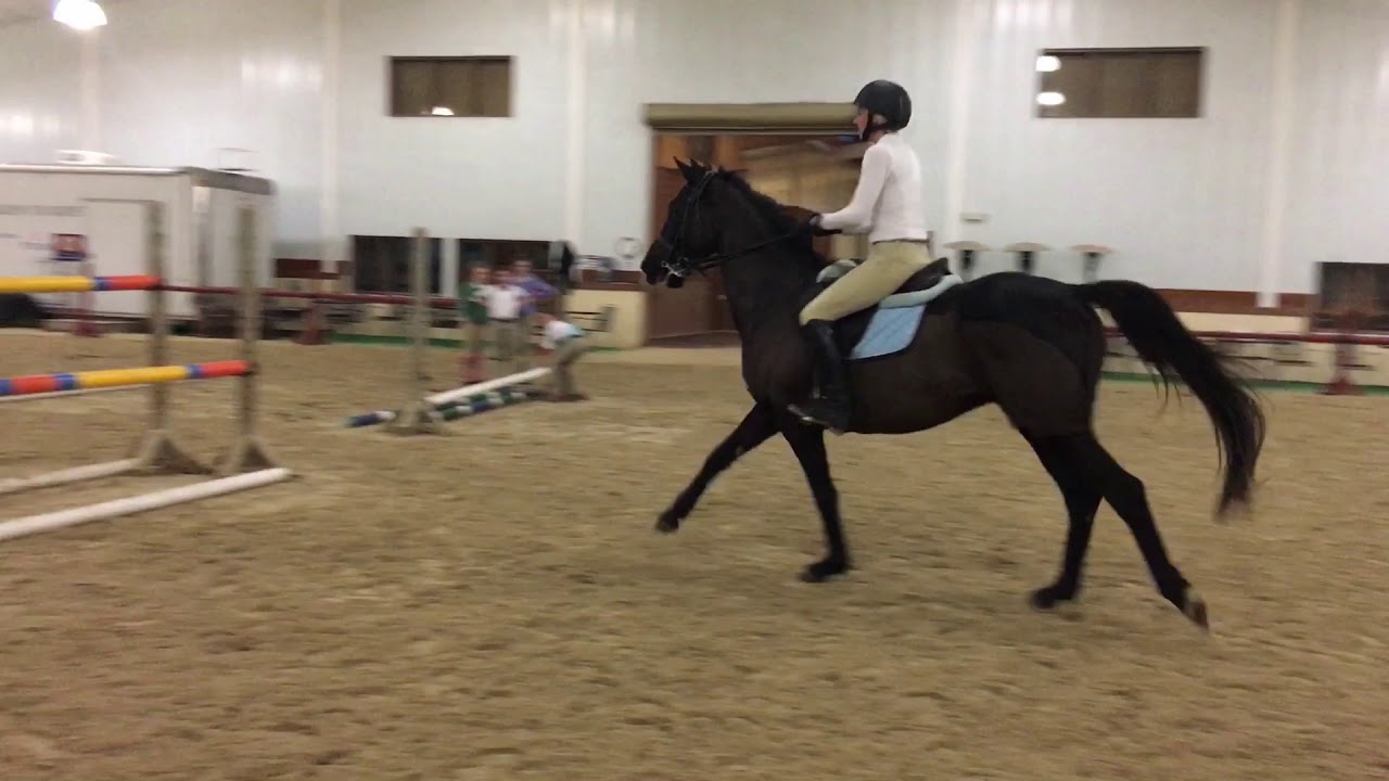For sale - Meister - Second Chance Thoroughbreds - TJC 4' - YouTube