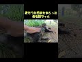 暑そうな毛皮をまとった長毛猫ちゃん #猫 #ネコ #cat