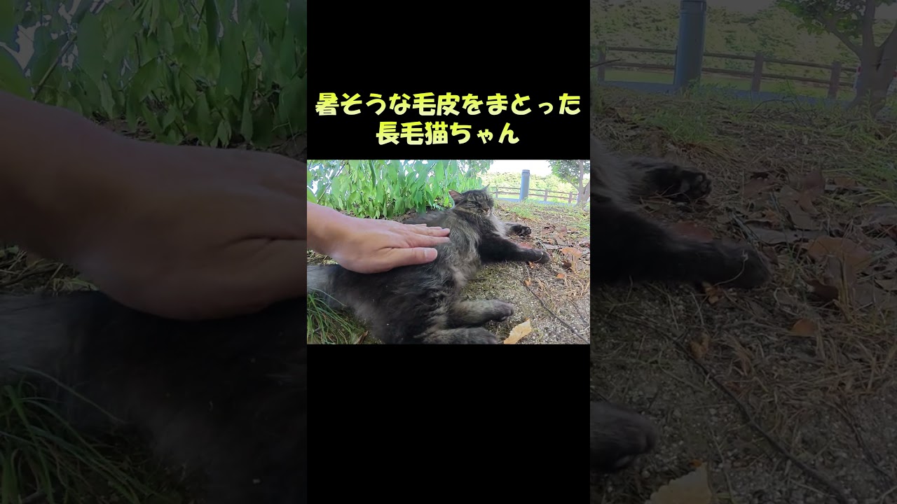 暑そうな毛皮をまとった長毛猫ちゃん #猫 #ネコ #cat