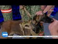 Los héroes de cuatro patas que salvaron vidas en Venezuela
