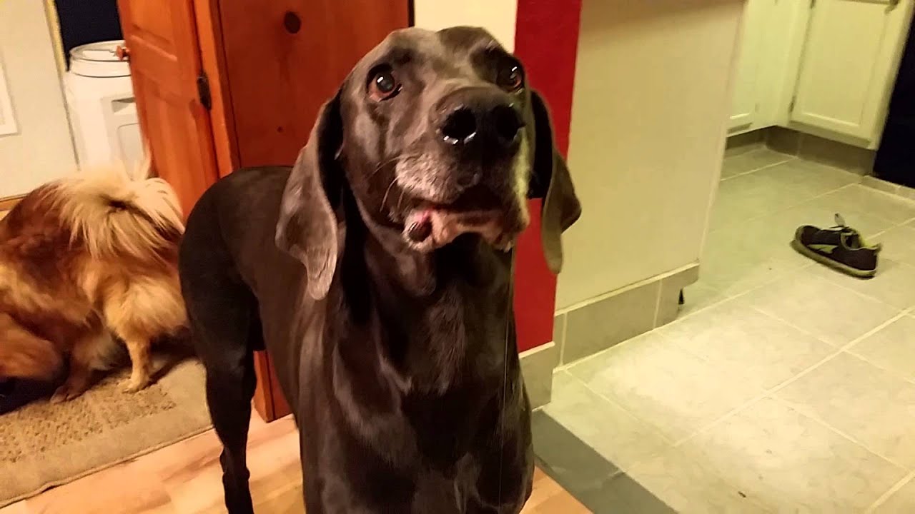 Dogs Love Bacon YouTube