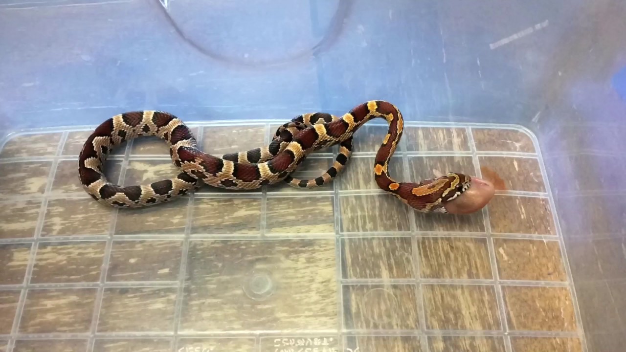 camera iphone 8 plus apk Corn snake eating baby pinkie in time lapse