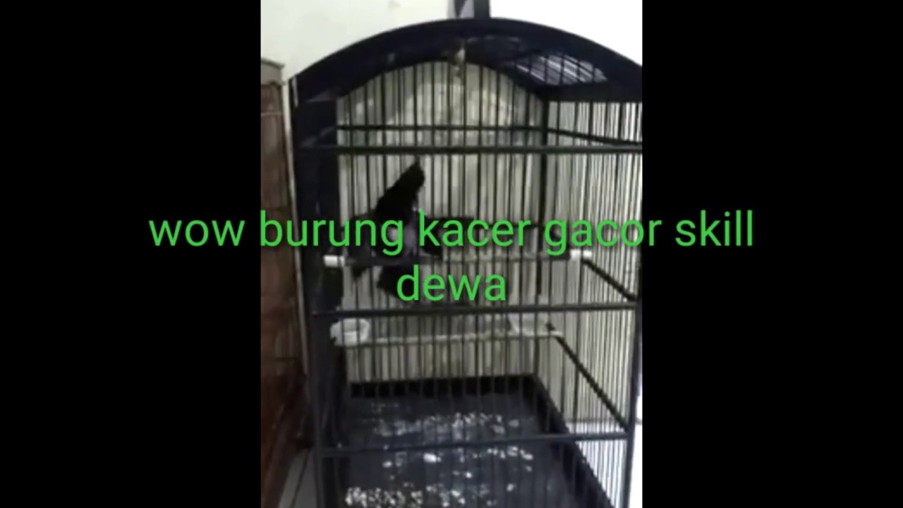 Burung Kacer Super Gacor Skill Dewa Youtube