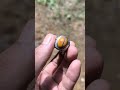 kendit badar asem #batuakik #batumewah #gemstone #batuakikindonesia #fypシ゚viral