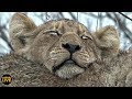 safariLIVE- Sunset Safari - November 12, 2019