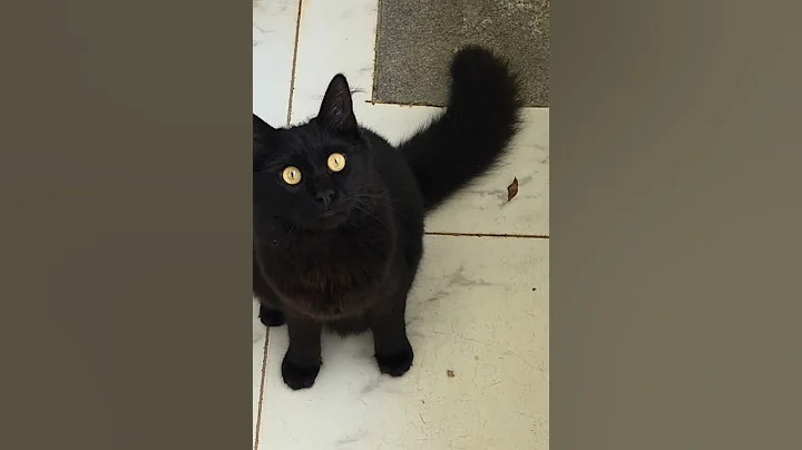 Video 11400701: persian cats kittens kitty, persian kitten kitty cute, cat kitten funnycatvideos