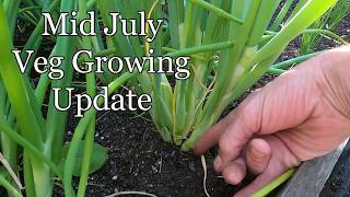 Allotment Diary : July 15th Veg Growing Update