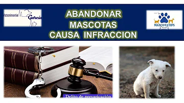 ¿Es ilegal abandonar a un gato?