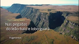 Documentário Nas pegadas do leãobaio e loboguará (fragmentos)