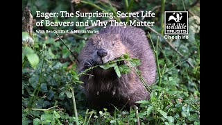 Eager: The surprising, secret life of beavers and why they matter