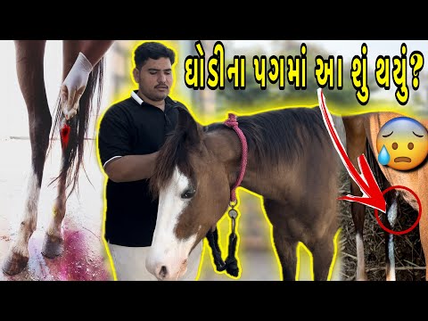 ઘોડી ના પગ માં વાગ્યું😢😰