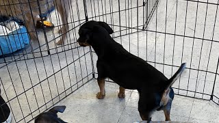 Adoption Event 2/5/22