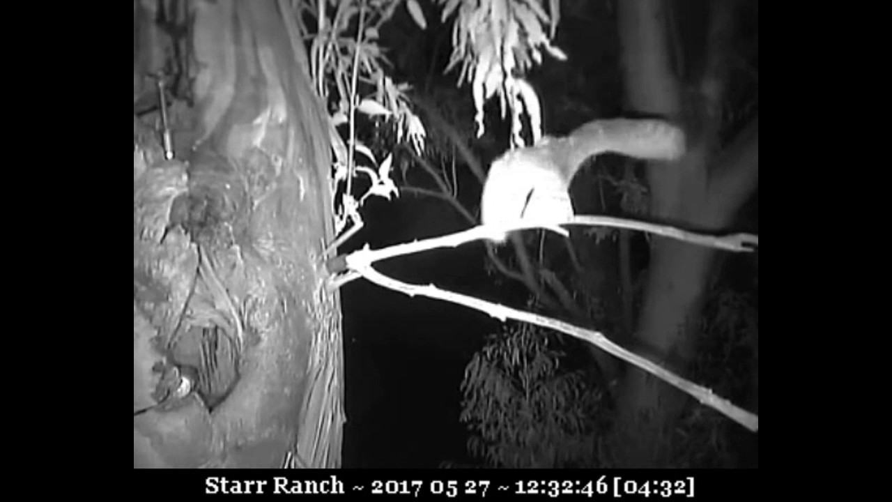 #6 shows off his flying skills - Audubon Starr Ranch Barn Owls 