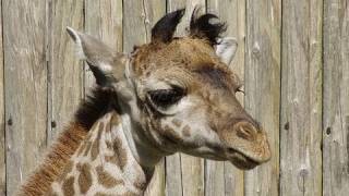 円山動物園 マサイキリンの赤ちゃん公開~Giraffe's Baby