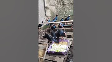 Kasih Makan si Mandar Biru