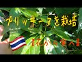タイのとうがらしプリッキーヌ【花から実へ】