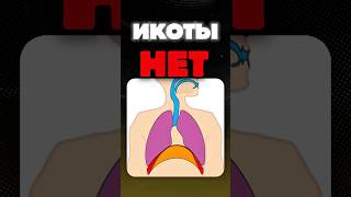 Икоты НЕ существует ❗️