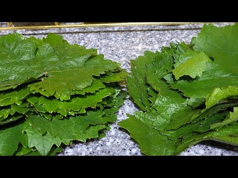 Sylvia Saint HD porno