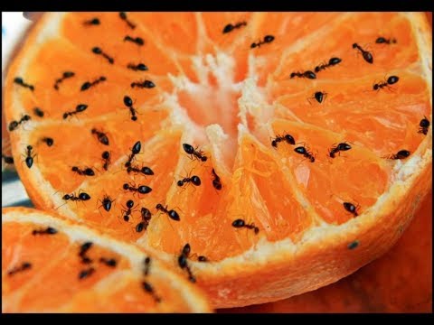 Video: A kafshojnë mizat e frutave?