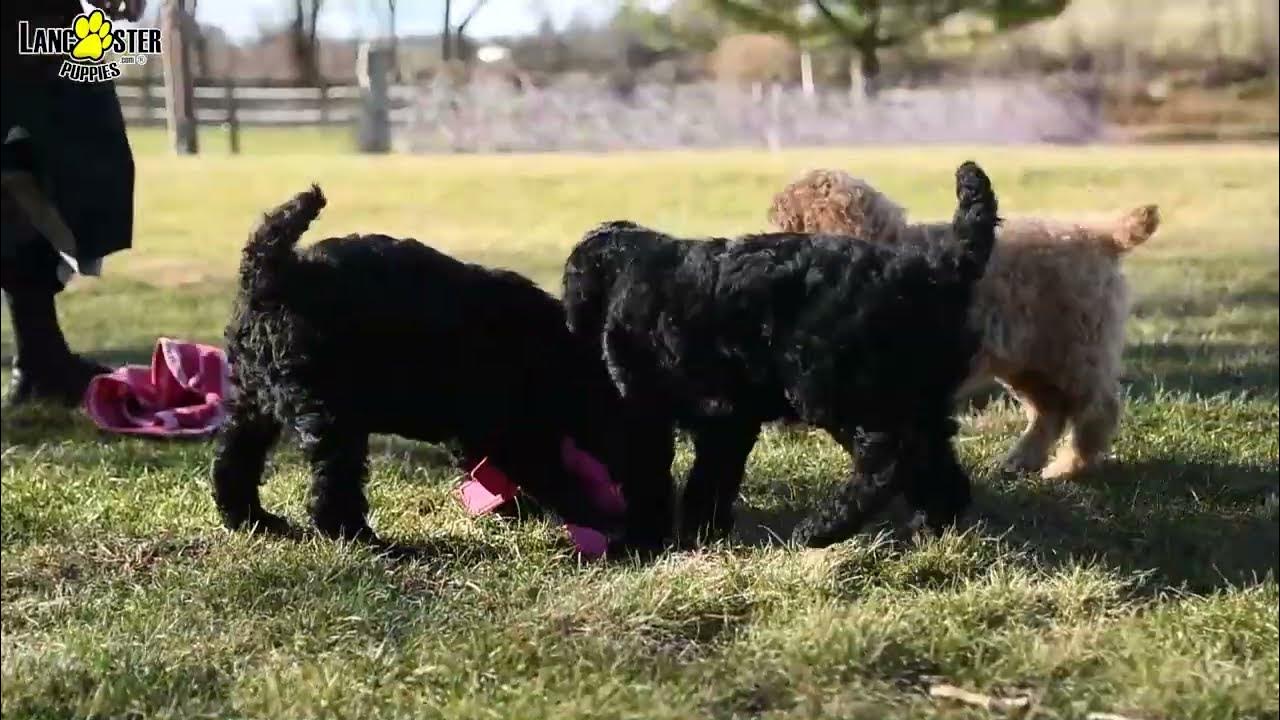 Cheerful Standard Poodle Puppies YouTube