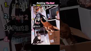 Two cats😺😸😹😻 #funny #cat #pets #foryou #cute #dog #fyp