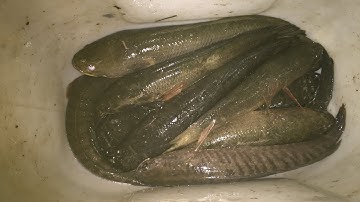 Câu rê cá lóc Mộc Hoá-Long An một ngày “trúng đậm”