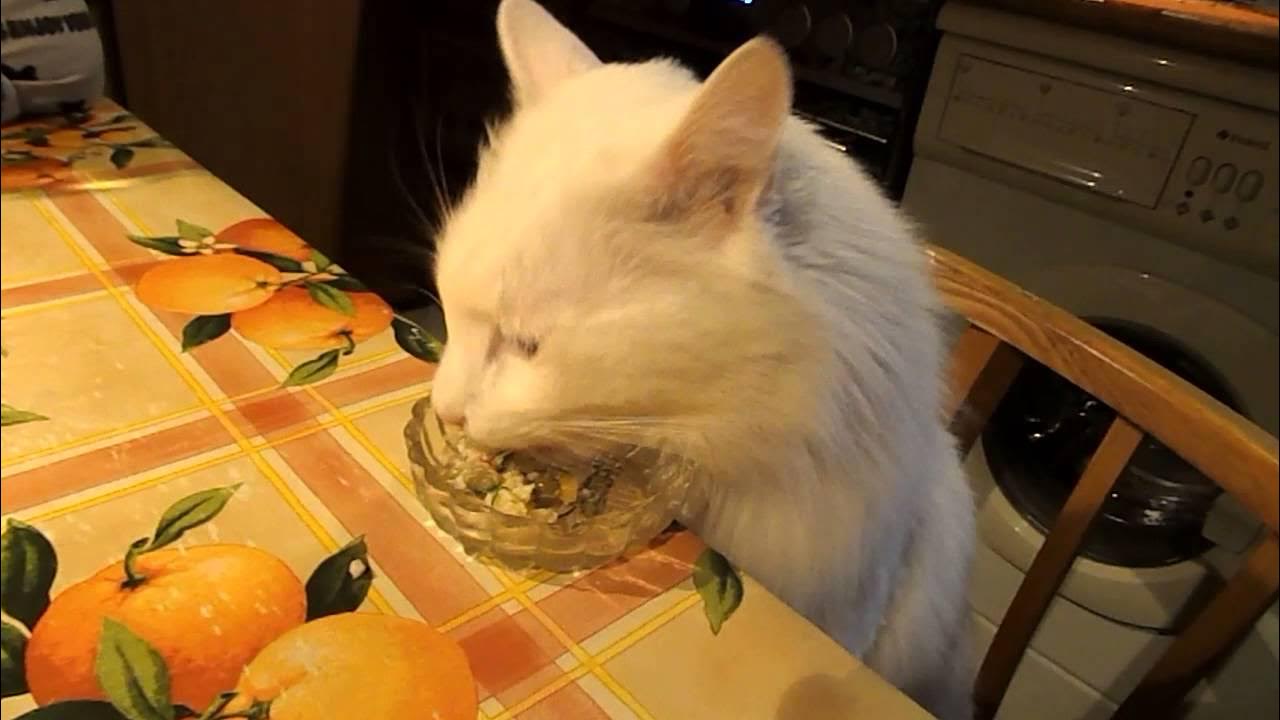 Кот с оливье мем