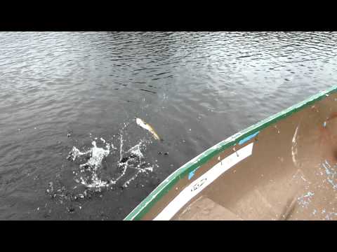 CLUB-MONADIRE.GE-კალმახზე თევზაობა კვებეკში-2014