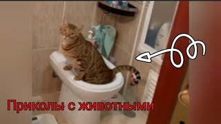 Приколы С Котами И Собаками 🐶🐱 Смешные Коты, Смешные Собаки, Приколы С Котами #5