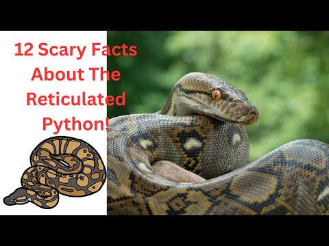 "Unveiled: 12 Bone-Chilling Secrets of the Reticulated Python That Will Leave You Speechless!"
