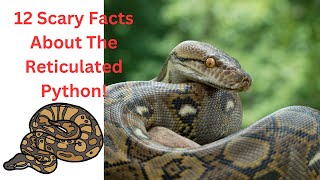 "Unveiled: 12 Bone-Chilling Secrets of the Reticulated Python That Will Leave You Speechless!"