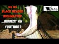8+ ft. MONSTER Bushmaster | World's Largest Pit Viper | Black-headed Bushmasters