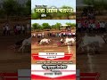 #mathur3394 #animals #nature #bailgada #bailgadasharyat #bakasur #cow #funny #comedy #king #mathur