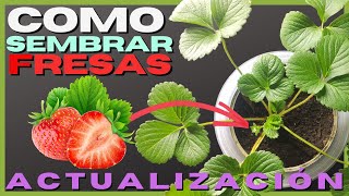 🍓 Como SEMBRAR FRESAS en CASA 🍓🌱 Parte #3