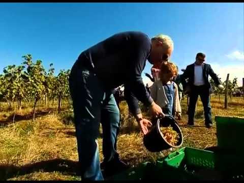 გიორგი მღებრიშვილმა კახეთში რთველში მიიღო მონაწილეობა