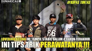 KUPAS TUNTAS LOVEBIRD CINDERELLA, si BETINA yang TAMPIL STABIL DALAM 4TAHUN INI !!!