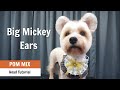 Big Mickey Ears Grooming Tutorial | ASIAN CUTE DOGS