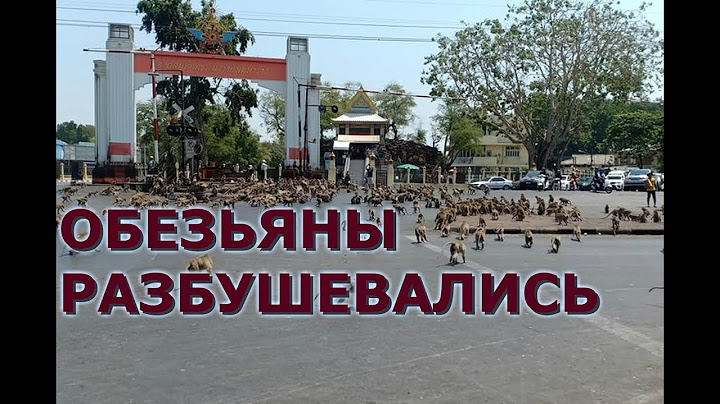 ОБЕЗЬЯНЫ РАЗБУШЕВАЛИСЬ!!! Обезьяны объявили войну людям в Таиланде