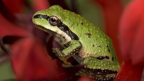 Pacific Tree Frog That Says "Ribbit"