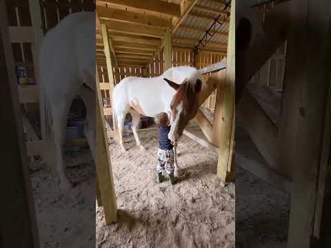 Video: Varnost otrok s konji in poniji