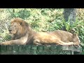 ライオン African Lion Singa Afrika マレーシア国立動物園 Zoo Negara Malaysia